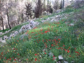 1. Spring wildflowers in the Jerusalem forest.